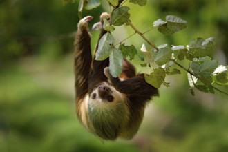 Sloth in nature habitat. Beautiful Hoffman's Two-toed Sloth, Choloepus hoffmanni, climbing on the