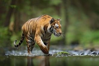 Tiger wildlife scene, wild cat, nature habitat. Amur tiger walking in river water. Danger animal,