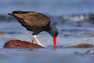 Blakish oystercatcher, Haematopus ater, with oyster in the bill, black water bird with red bill.