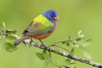 Painted Bunting (Passerina ciris) male, Texas, USA