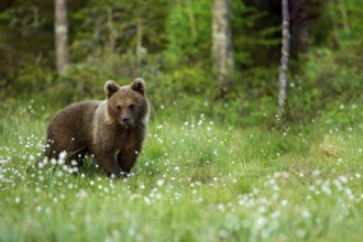 Lonely young cub bear in the pine forest. Bear pup without mother. Babe brown animal in nature