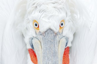 Cute close-up bird portrait. Eye detail Dalmatian pelican, Pelecanus crispus, in Lake Kerkini,