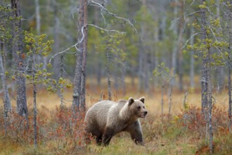Bear in the forest. Beautiful big brown bear walking around lake with autumn colours. Dangerous