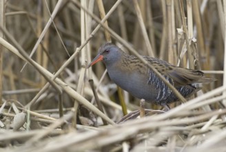 Water Rail (Rallus aquaticus), Saxony, Germany