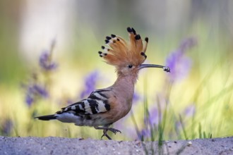 Eurasian Hoopoe (Upupa epops) perched on the ground with food in beak, Saxony-Anhalt, Germany