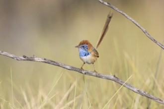 Rufous-crowned Emu-wren (Stipiturus ruficeps) male, Queensland, Australia