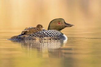 Great Northern Loon (Gavia immer) with chick, British Columbia, Canada