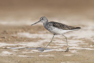 Common Greenshank (Tringa nebularia) foraging, Eilat, Israel