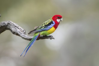 Eastern Rosella (Platycercus eximius) male perched on a branch, Victoria, Australia