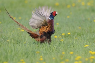 Common Pheasant (Phasianus colchicus) male mating, Lower Saxony, Germany