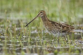 Noble Snipe (Gallinago nobilis) feeding in a lake in the Andes mountains in Colombia