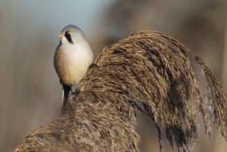 Bearded Reedling (Panurus biarmicus) male perched in reedbed, Baden-Wuerttemberg, Germany