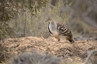 Malleefowl (Leipoa ocellata), Victoria, Australia