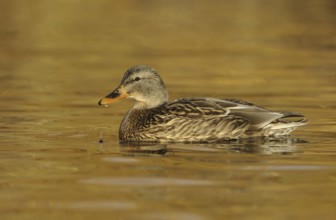 Mallard (Anas platyrhynchos) female, British Columbia, Canada