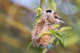 Eurasian Penduline Tit (Remiz pendulinus) male singing at nest, Saxony-Anhalt, Germany