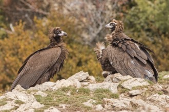 Cinereous Vulture (Aegypius monachus), Catalonia, Spain