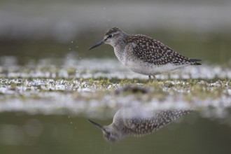 Wood Sandpiper (Tringa glareola) foraging, North Rhine-Westphalia, Germany