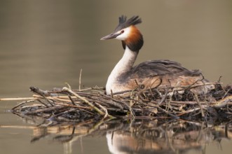 Great Crested Grebe (Podiceps cristatus) nest, Lower Saxony, Germany