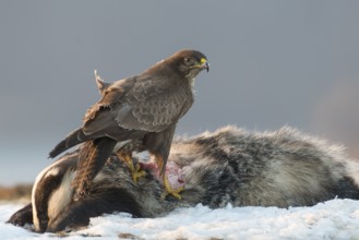 Common Buzzard (Buteo buteo), Mecklenburg-Western Pomerania, Germany