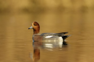 Eurasian Wigeon male swimming in golden hour from low point of view in the Reeuwijkse plassen in