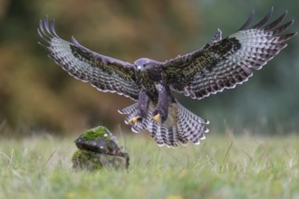 Common Buzzard (Buteo buteo) flying, Lower Saxony, Germany