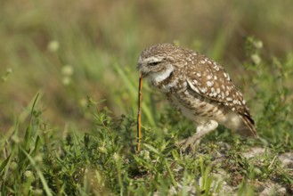 Burrowing Owl (Athene cunicularia), Florida, USA