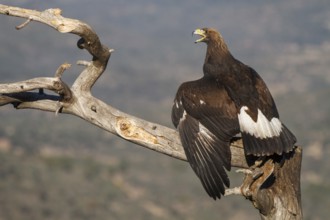 Golden Eagle (Aquila chrysaetos) immature, first winter plumage eating a rabbit, Castile and Leon,