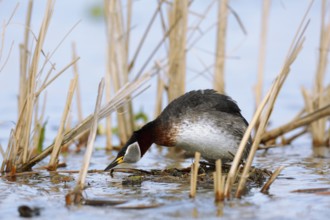 Red-necked Grebe (Podiceps grisegena) invitating to mating on nest, Mecklenburg-Western Pomerania,