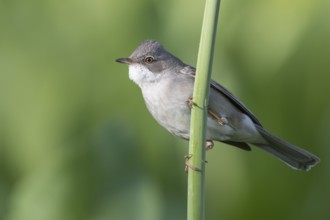 Common Whitethroat - Dorngrasmücke - Sylvia communis ssp. rubicola, Kyrgyzstan, adult male