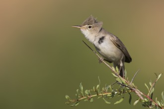 Uppchers Warbler - Dornspötter - Hippolais languida, Kyrgyzstan