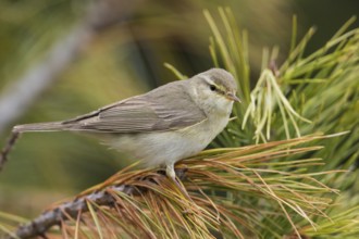 Willow Warbler - Fitis - Phylloscopus trochilus ssp. acredula, Russia (Ural)