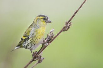 Eurasian Siskin - Erlenzeisig - Carduelis spinus, 1st cy male, Germany
