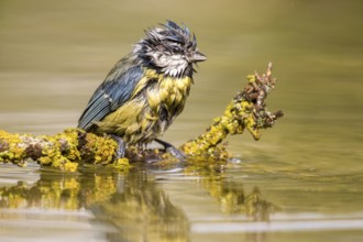 Eurasian Blue Tit (Cyanistes caeruleus) perched on a branch after bathing, Madrid, Spain