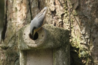 Eurasian Nuthatch (Sitta europaea), Lower Saxony, Germany