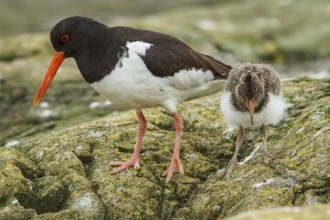 Eurasian Oystercatcher (Haematopus ostralegus) adult and chick, Farne Islands, United Kingdom