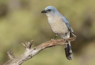 Mexican Jay (Aphelocoma wollweberi), Arizona, USA
