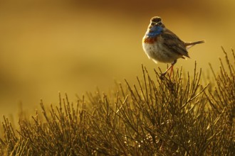 Bluethroat (Luscinia svecica cyanecula) male, Castile, Spain