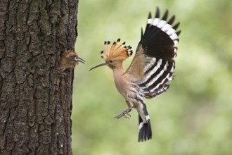 Eurasian Hoopoe (Upupa epops) feeding juvenile in breeding cavity, Saxony, Germany