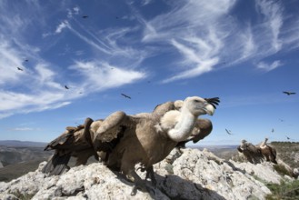 Griffon Vulture (Gyps fulvus) perched on a rock, Aragon, Spain