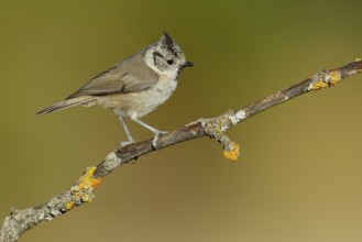 European Crested Tit (Lophophanes cristatus) perched on lichen branch, Andalusia, Spain