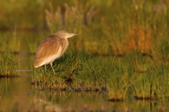 Squacco Heron (Ardeola ralloides), Cyprus