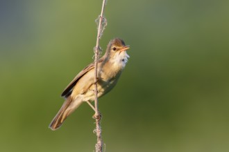 Marsh Warbler (Acrocephalus palustris), Saxony-Anhalt, Germany