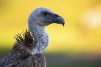 Griffon Vulture (Gyps fulvus), Andalusia, Spain