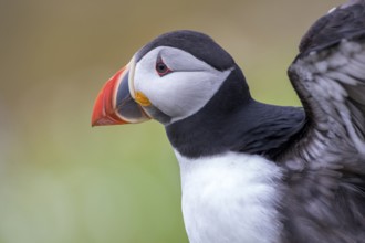 Atlantic Puffin (Fratercula arctica), Saltee Islands, Ireland