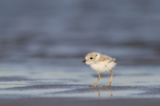 Piping Plover (Charadrius melodus) chick, Massachusetts, USA