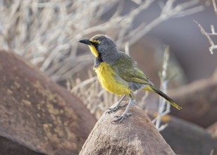 Bokmakierie (Telophorus zeylonus) perched on a rock, Namibia