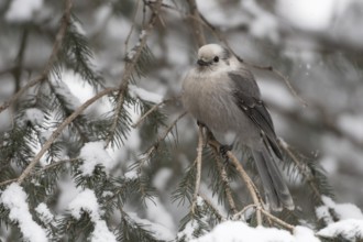 Grey Jay (Perisoreus canadensis) perched on a snowy branch, Wyoming, USA