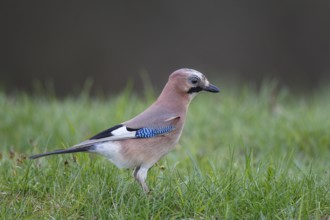 Eurasian Jay (Garrulus glandarius) perched on the ground, Poland