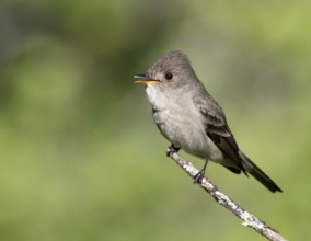A Western Wood Pewee, Contopus sordidulus, perched at Cypress Hills Interprovincial Park,