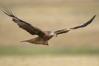 Red Kite (Milvus milvus) flying, Castile-La Mancha, Spain